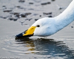 Whooper Swan portfolio