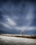 Lone Frosted Tree