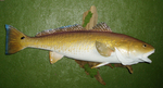 NALL 30