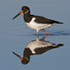 Oystercatcher reflection in Brownsea Lagoon
