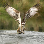 RUTLAND WATER OSPREY.3