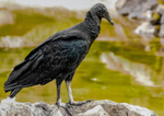 black vulture Coragyps atratus-9031