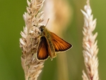 Essex Skipper