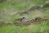 Great Skua