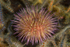 Psammechinus miliaris