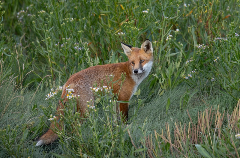 Red Fox - Dee Estuary - North Wales