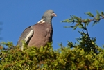 Woodpigeon