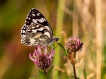June 2023 - Marbled White