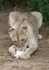 Panther Snack