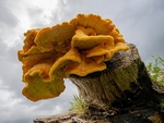 8.Chicken of the Woods_