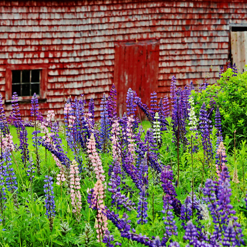 Lupin time on Campobello Island with a cedar-shingled barn supplying apt contrast in the background.