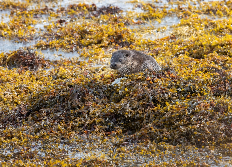 Eurasian Otter - Isle of Mull - Scotland