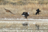 Bald Eagle, Northern Harrier & Raven at Bosque del Apache
