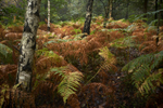 Autumn Birch's
