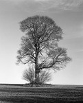 0078 - Lone Oak
