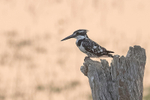Pied  Kingfisher