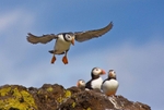 Puffins No 2