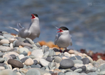 Arctic Tern pair
