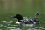 Common Loon waves leg, Minnesota, USA