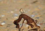 Snow Bunting
