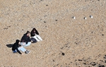 3 Girls 3 Gulls