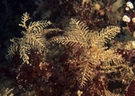 Hydrallmania falcata