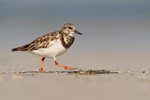 Ruddy Turnstone portfolio