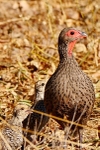 Sainson's Spurfowl & Chick!