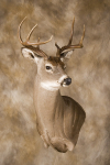 Whitetail Wall Pedestal