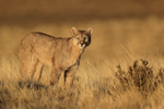 Young Puma late afternoon sunshine, Torres del Paine, Chile
