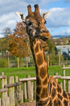 Giraffe - 7264