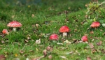 Fly Agaric