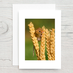 Harvest Mouse