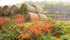 OCTOBER COLOUR - NORFOLK COUNTY