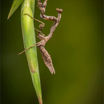 Digital_Bronze_Charles Kidd_Asian dead leaf Mantis