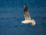 Black-headed Gull