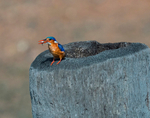 03_ KINGFISHER WITH DINNER_STUART BURNS LRPS