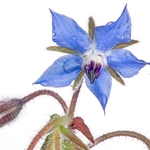 Borage (Borago officinalis)