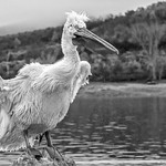 2nd-Charlie Kidd-Dalmation pelican having a shake