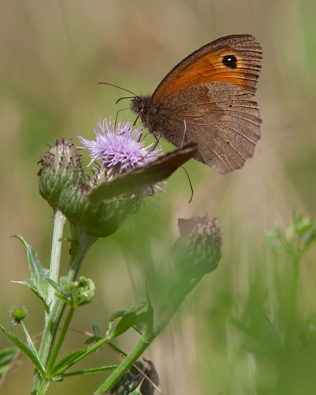 Meadow Brown - Dee Estuary