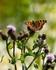 20110702-IMG_6115