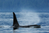 Orca (male) surfaces, Johnstone Strait, Canada
