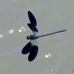 Western Demoiselle (Calopteryx xanthostoma) M