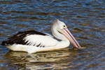 Single pelican on water 1. 0A3A6217