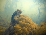 Common Toad resting on frog spawn.