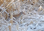 Water Rail in Frosted Grass by Iain Hamlin