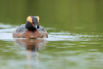 Slavonian Grebe, summer plumage, Iceland
