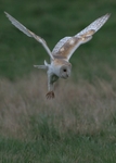 Barn Owl