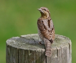 Woodpeckers & Wrynecks portfolio