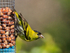 Siskin (male) on a feeder, Scotland